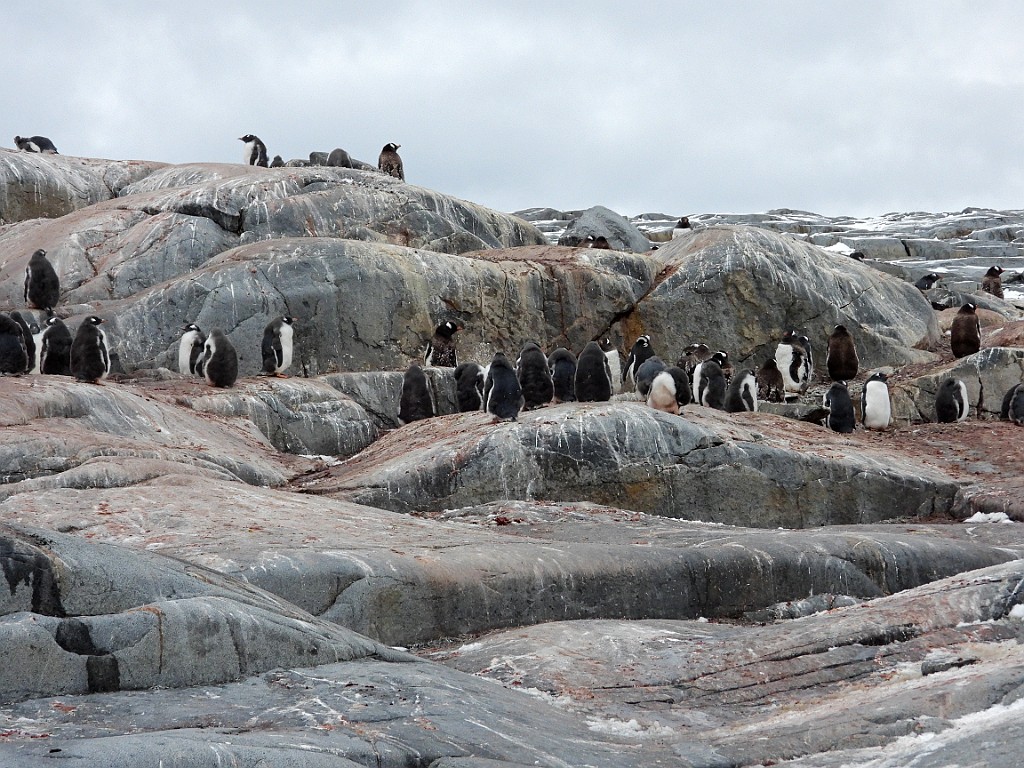 Gentoo Penguin [01077] 21-mrt-2023 (Port Charcot, Antarctica).jpg - Ezelspinguin [Pygoscelis papua]