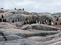 Gentoo Penguin [01077] 21-mrt-2023 (Port Charcot, Antarctica)
