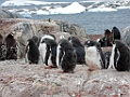 Gentoo Penguin [01087] 21-mrt-2023 (Port Charcot, Antarctica)