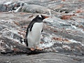Gentoo Penguin [01098] 21-mrt-2023 (Port Charcot, Antarctica)