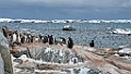 Gentoo Penguin [01101] 21-mrt-2023 (Port Charcot, Antarctica)