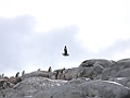 South Polar Skua [01084] 21-mrt-2023 (Port Charcot, Antarctica)