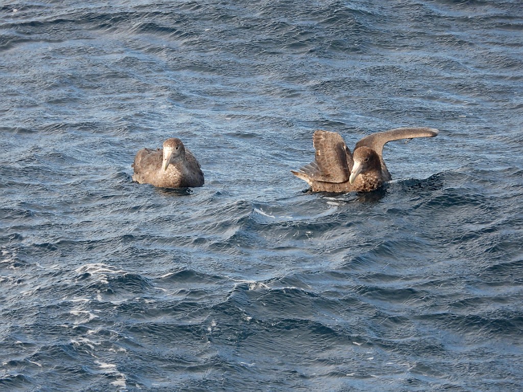 Southern Giant-Petrel [01404] 26-mrt-2023 (Drake Passage, Ushuaia).JPG - Zuidelijke Reuzenstormvogel [Macronectes giganteus]