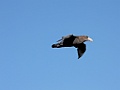Southern Giant-Petrel [01381] 26-mrt-2023 (Drake Passage, Ushuaia)
