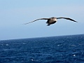Southern Giant-Petrel [01391] 26-mrt-2023 (Drake Passage, Ushuaia)