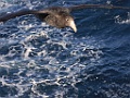 Southern Giant-Petrel [01397] 26-mrt-2023 (Drake Passage, Ushuaia)