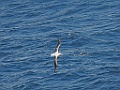 Southern Royal Albatross [01405] 26-mrt-2023 (Drake Passage, Ushuaia)