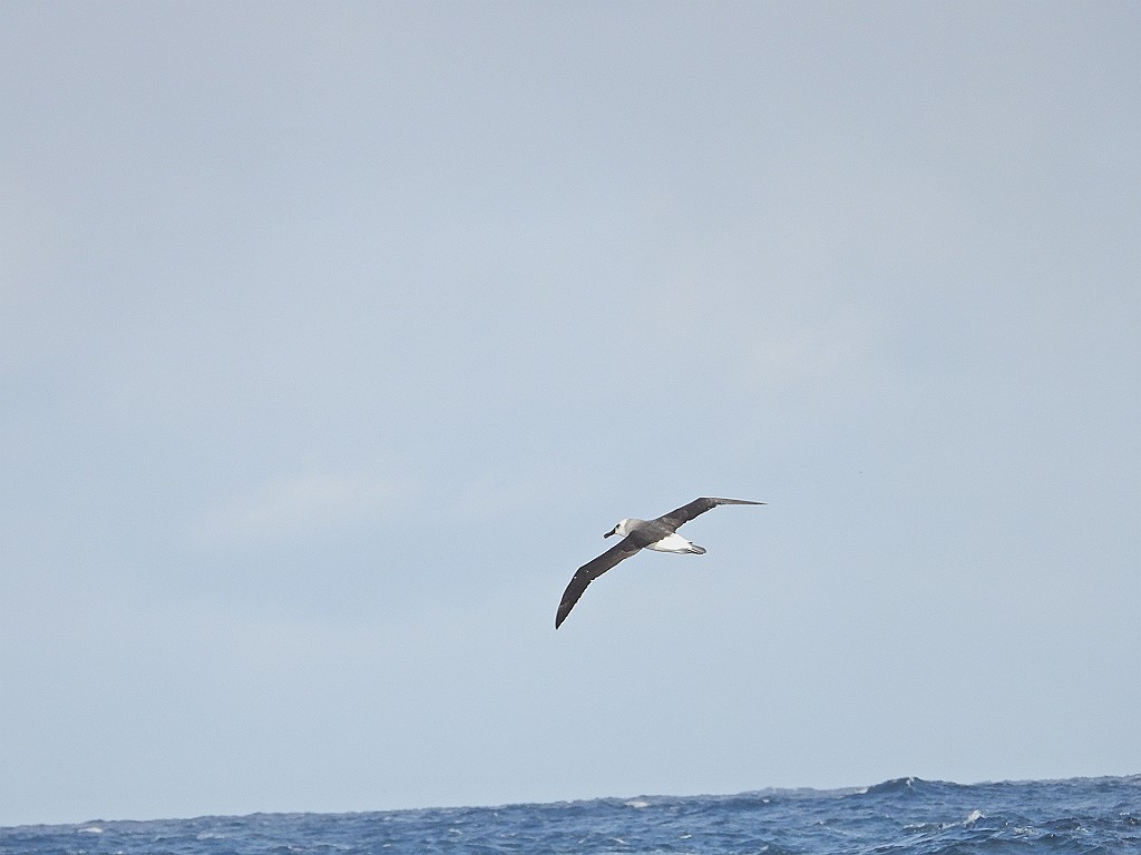 Grey-headed Albatross [02130] 04-apr-2023 (Atlantic Ocean)-J.jpg - Grijskopalbatros [Diomedea chrysostoma]