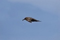 Sooty Albatross [0109] 04-apr-2023 (Atlantic Ocean)-X