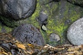 Gough Finch [Gou-0093] 07-apr-2023 (Gough Island)-X