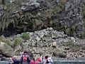 Northern Rockhopper Penguin [02210] 07-apr-2023 (Gough Island)