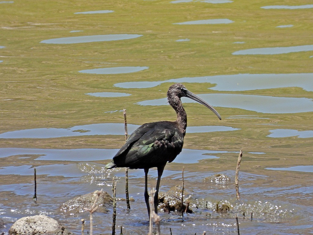 Zwarte ibis [03185] 28-apr-2023 (Serra Malagueta, Kaapverdie).jpg - Zwarte Ibis [Plegadis falcinellus]