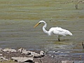 Grote zilverreiger [03187] 28-apr-2023 (Serra Malagueta, Kaapverdie)