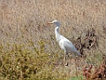 Koereiger [03125] 28-apr-2023 (Palha Caiga, Kaapverdie)