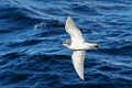 Slender-billed Prion [Atl-0055] 29-mrt-2023 (Scotia Sea)-X
