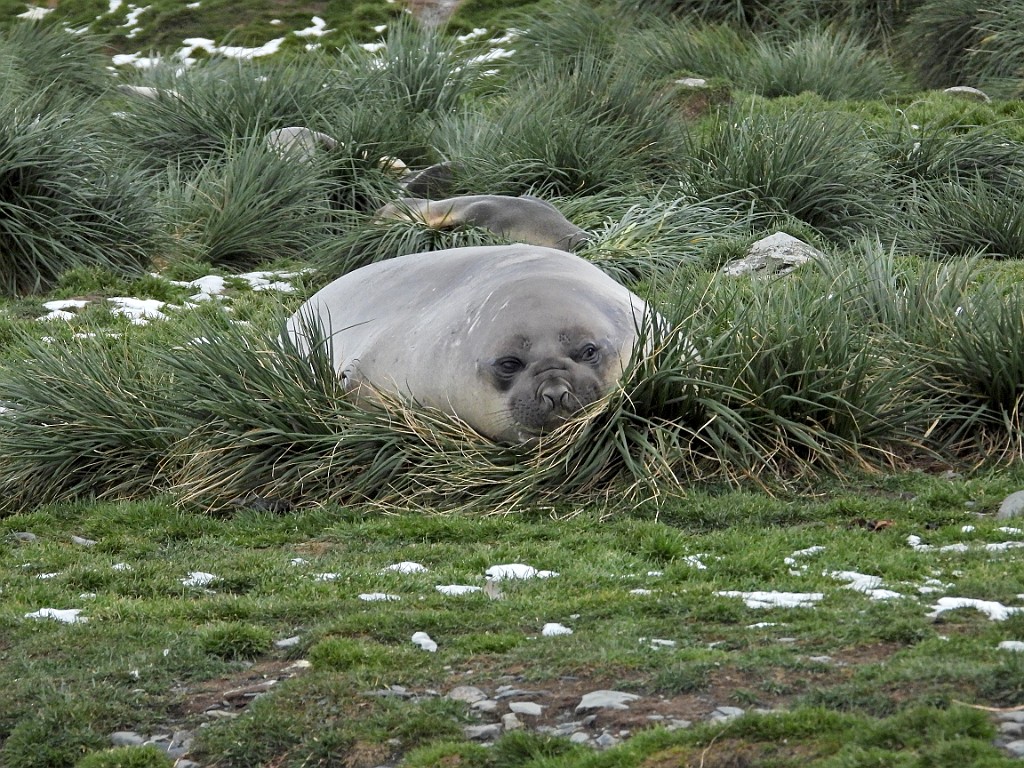 Southern Elephant Seal [01602] 31-mrt-2023 (Grypviken, South Georgia).jpg - Zuidelijke zeeolifant [Mirounga leonina]