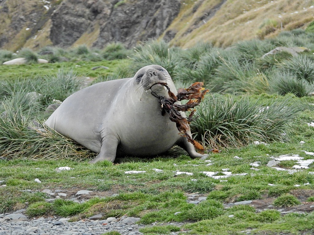 Southern Elephant Seal [01621] 31-mrt-2023 (Grypviken, South Georgia).jpg - Zuidelijke zeeolifant [Mirounga leonina]