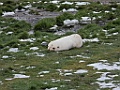 Antarctic Fur Seal [01572] 31-mrt-2023 (Grypviken, South Georgia)