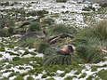 Southern Elephant Seal [01600] 31-mrt-2023 (Grypviken, South Georgia)