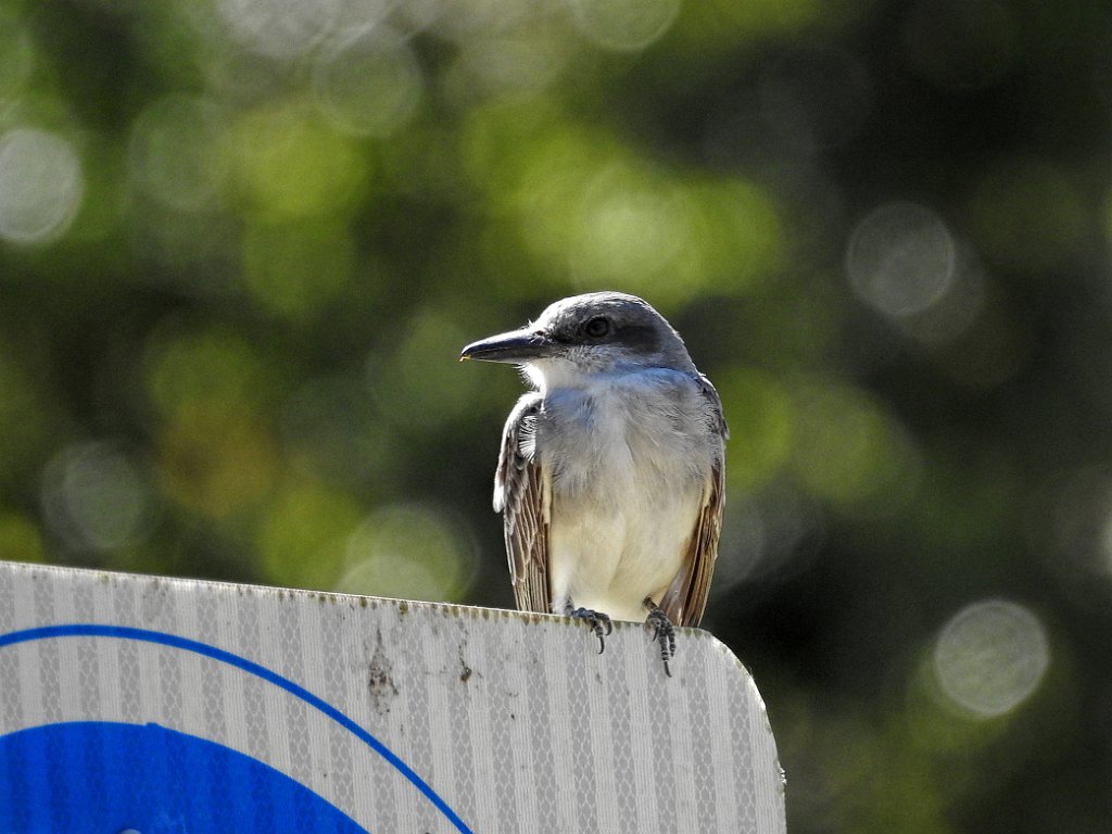 Grijze koningstiran [160] 01-mrt-2016 (St.Thomas, Amerikaanse Maagdeneilanden).jpg - Grijze Koningstiran [Tyrannus dominicensis]