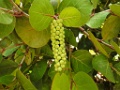 Plant [241] 02-mrt-2016 (Tortola, Britse Maagdeneilanden)