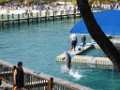 Blue Lagoon [316] 04-mrt-2016 (Nassau, Bahamas)