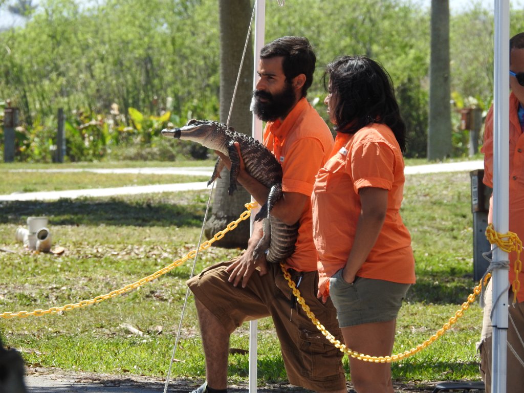 Aligator show [448] 06-mrt-2016 (Everglades, Florida).jpg - Aligator show