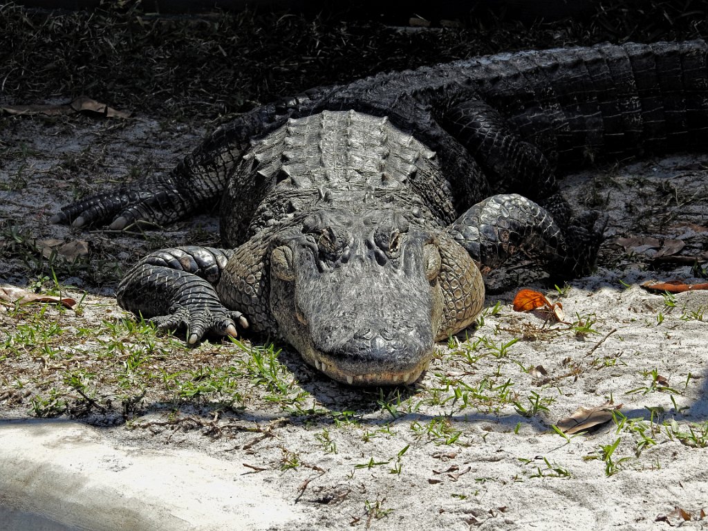 Mississippialligator [456] 06-mrt-2016 (Everglades, Florida).jpg - Mississippialligator [Alligator mississippiensis]