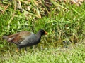 Amerikaans waterhoen [497] 06-mrt-2016 (Everglades, Florida)