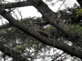 Grey Nightjar [00017] 05-mei-2016 (Beidaihe, Qinhuangdao)