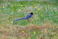 Red-billed Blue Magpie [00065] 06-mei-2016 (Beidaihe, Qinhuangdao)