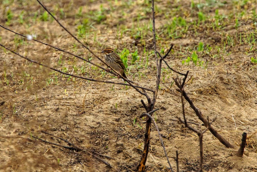 Little Bunting [00333] 09-mei-2016 (Qilihai, Tianjin).jpg - Dwerggors [Emberiza pusilla]