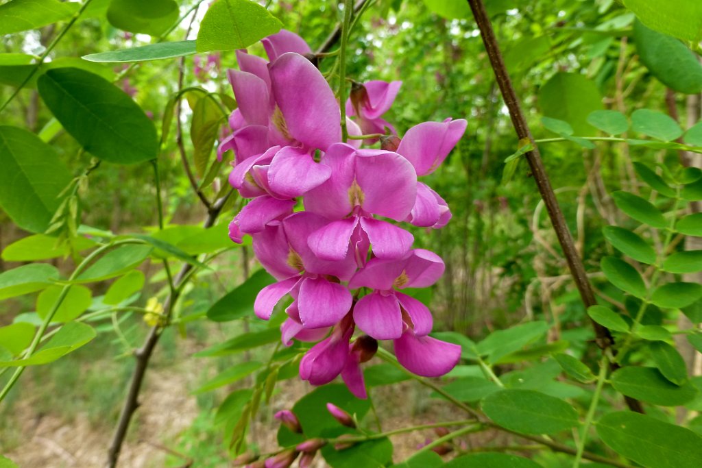 Locust Tree [00357] 09-mei-2016 (Big Wood, Tangshan).jpg - Robinia [Robinia pseudoacacia]