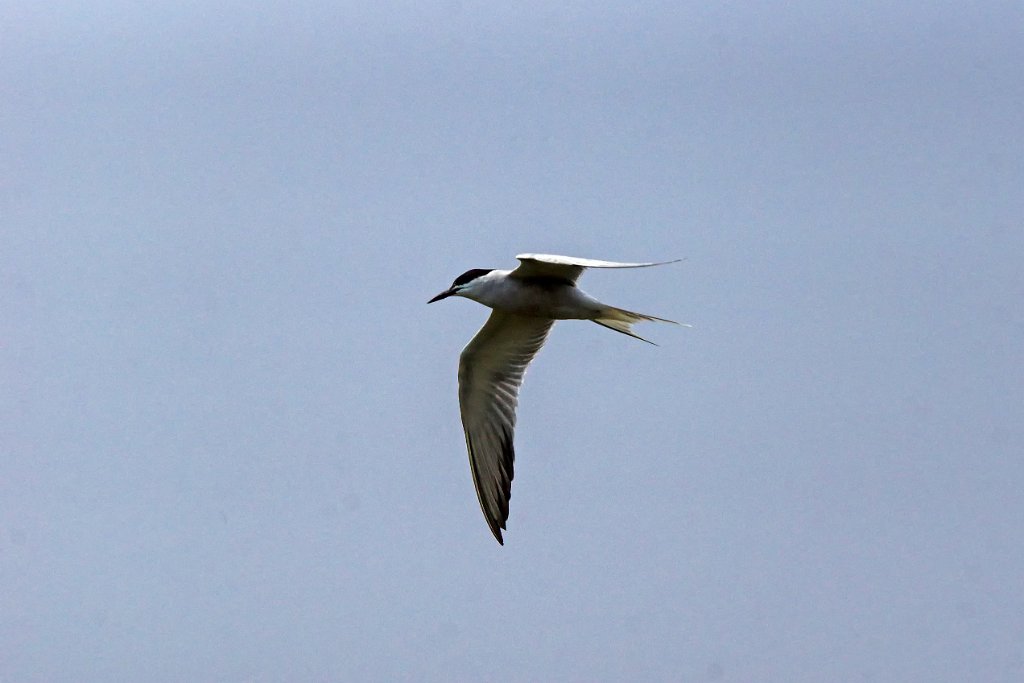 Common Tern [00404] 11-mei-2016 (Happy Island, Tangshan).jpg - Visdief [Sterna hirundo]
