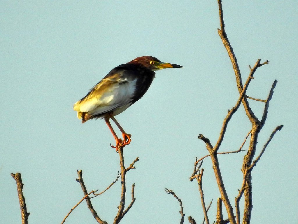Chinese Pond-heron [00530] 13-mei-2016 (Happy Island, Tangshan).jpg - Chinese Poelreiger [Ardeola bacchus]