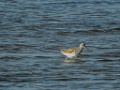 Common Greenshank [00538] 13-mei-2016 (Happy Island, Tangshan)