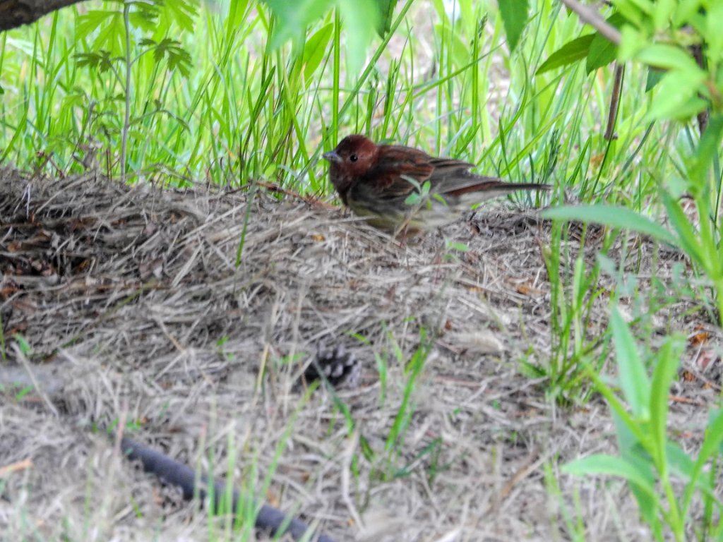 Chestnut Bunting [00584] 14-mei-2016 (Happy Island, Tangshan).jpg - Rosse Gors [Emberiza rutila]