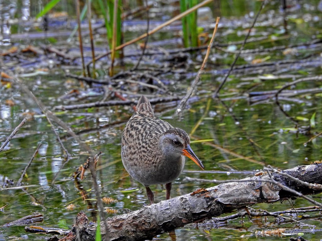 Eastern Water Rail [00605] 14-mei-2016 (Happy Island, Tangshan).jpg - Bruinwangral [Rallus indicus]