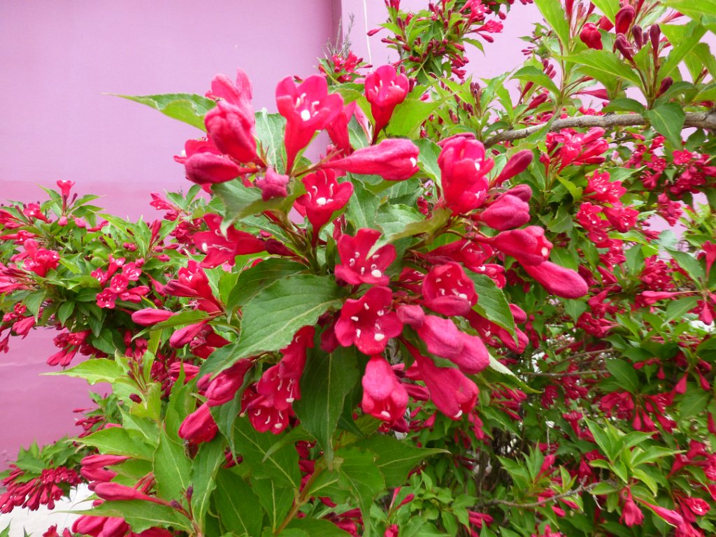 Weigelia [00597] 14-mei-2016 (Happy Island, Tangshan).jpg - Weigelia