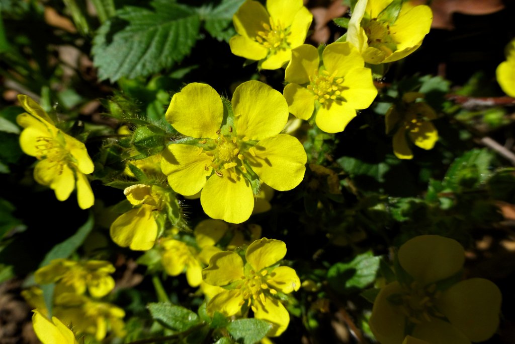 Cinquefoil sp. [00775] 16-mei-2016 (Old Peak, Hebei).jpg - Ganzerik sp. [Potentilla spec.]
