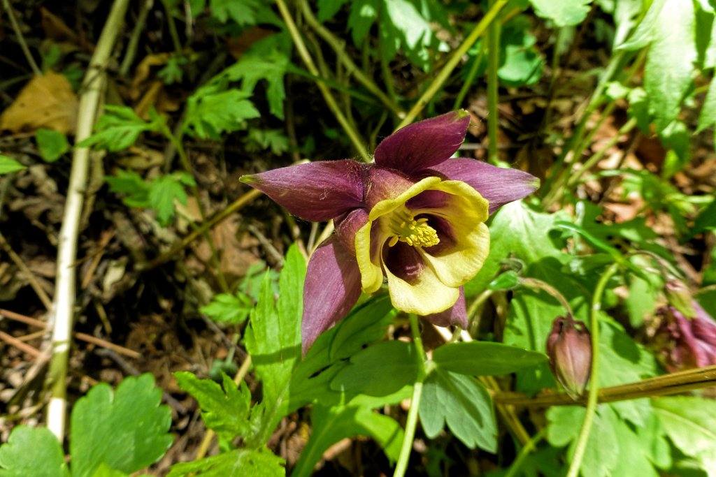 Columbine sp. [00787] 16-mei-2016 (Old Peak, Hebei).jpg - Akelei sp. [Aquilegia spec.]