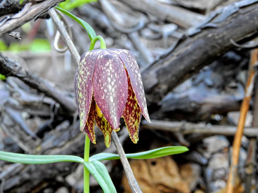 Fritillary sp. [00759] 16-mei-2016 (Old Peak, Hebei).jpg - Kievitsbloem sp. [Fritillaria spec.]