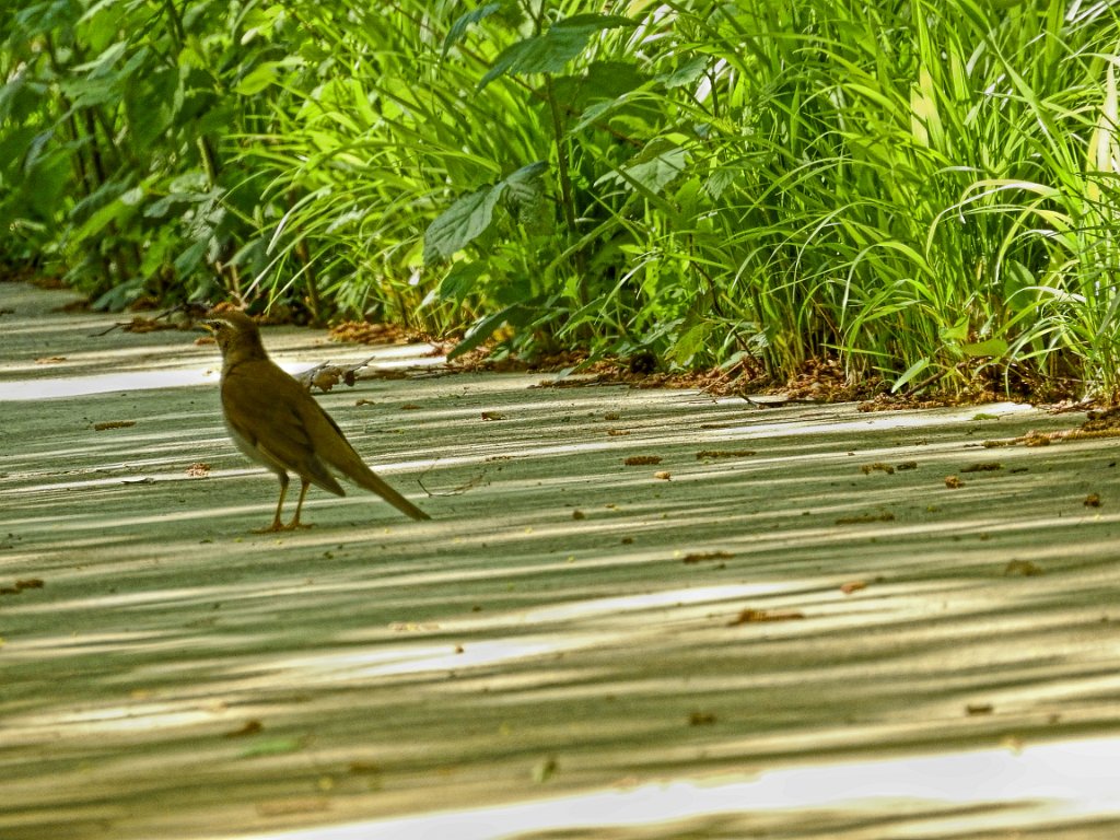 Grey-sided Thrush [00782] 16-mei-2016 (Old Peak, Hebei).jpg - Hopeilijster [Turdus feae]
