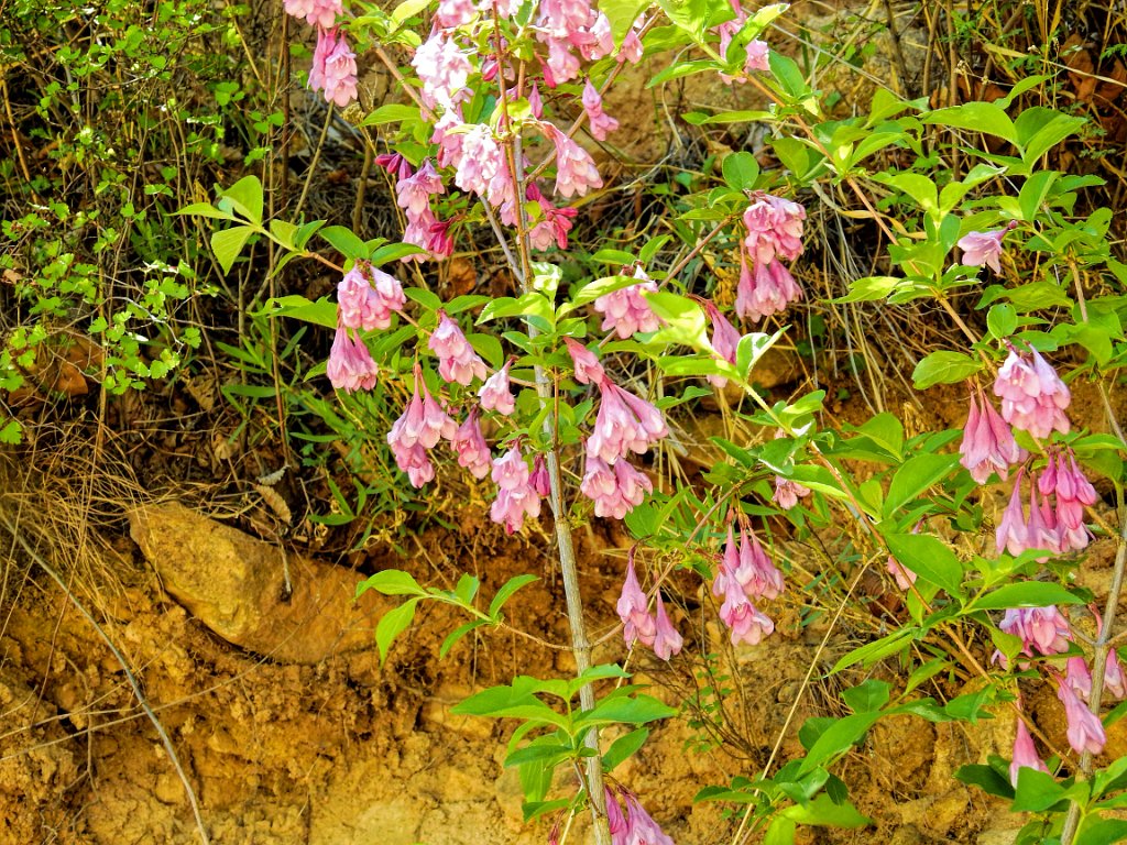 Weigelia [00804] 16-mei-2016 (Old Peak, Hebei).jpg - Weigelia