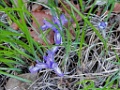 Ever Blooming Iris [00750] 16-mei-2016 (Old Peak, Hebei)