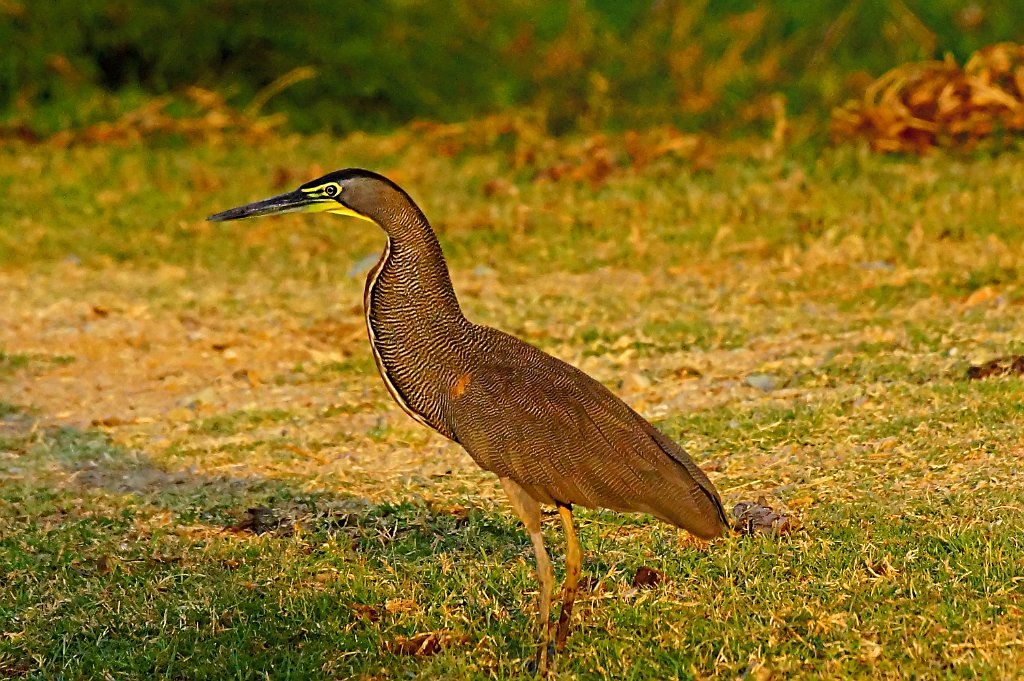 Bare-throated Tiger Heron [1460] 22-mrt-2014 (Taboga).JPG - Mexicaanse Tijgerroerdomp [Tigrisoma mexicanum]