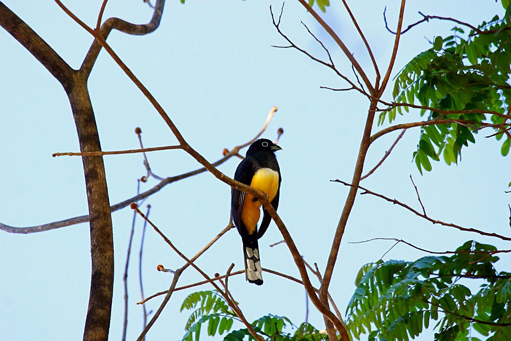 Black-throated Trogon [1299] 22-mrt-2014 (Hacienda Solimar, Rio Tempisque).JPG - Zwartkeeltrogon [Trogon rufus]