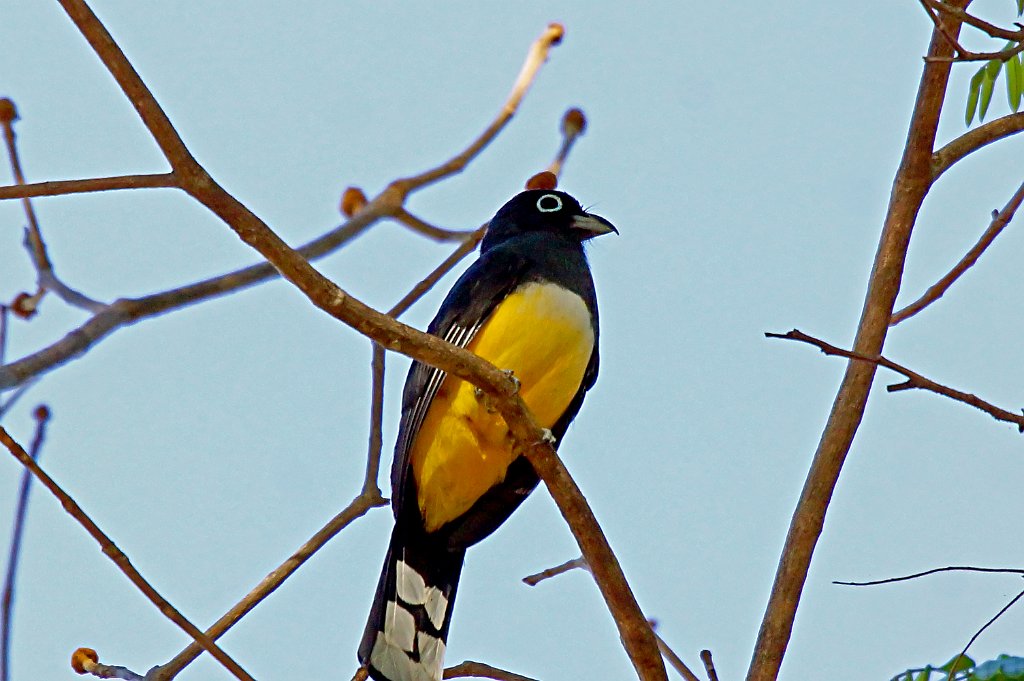 Black-throated Trogon [1301] 22-mrt-2014 (Hacienda Solimar, Rio Tempisque).JPG - Zwartkeeltrogon [Trogon rufus]