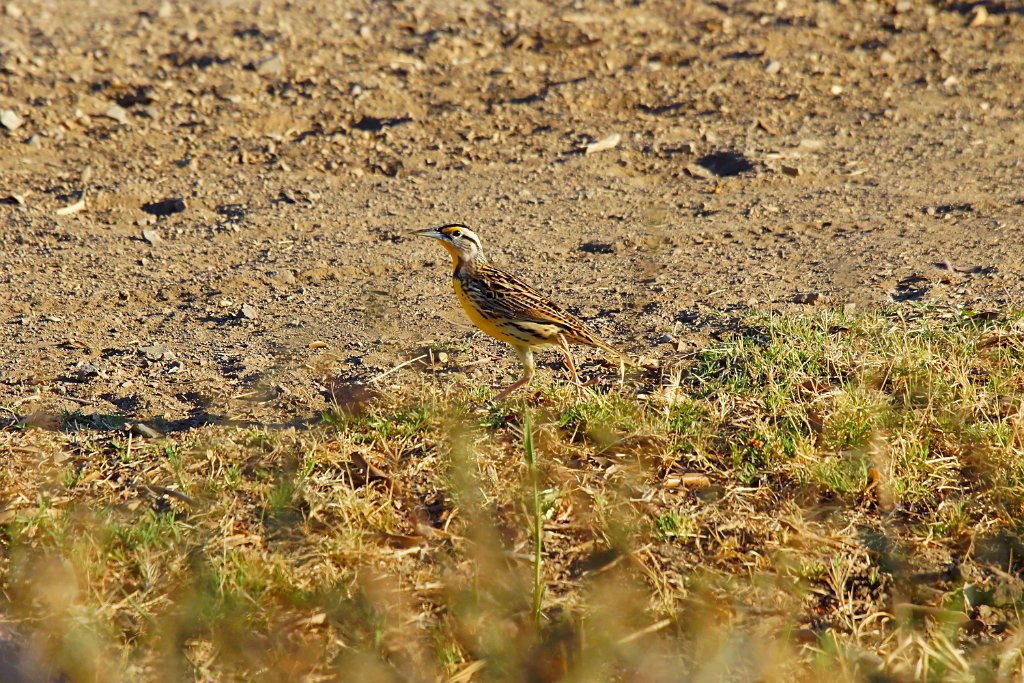 Eastern Meadowlark [1283] 22-mrt-2014 (Hacienda Solimar, Rio Tempisque).JPG - Witkaakweidespreeuw [Sturnella magna]