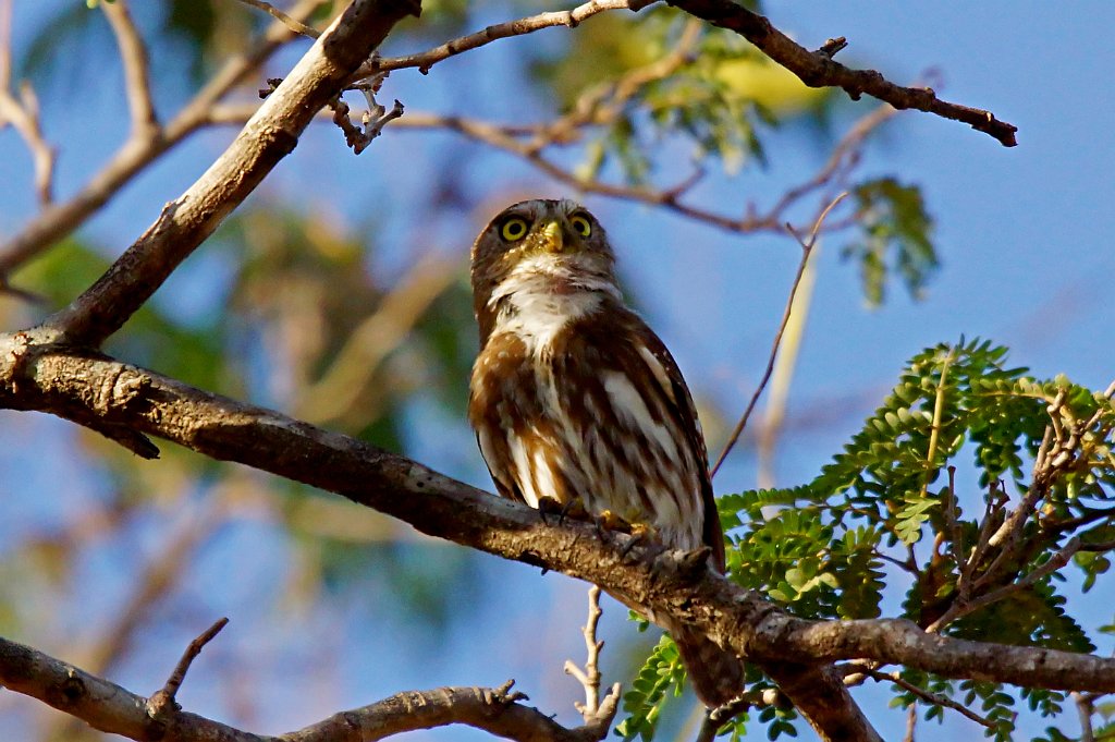 Ferruginous Pygmy Owl [1292] 22-mrt-2014 (Hacienda Solimar, Rio Tempisque).JPG - Braziliaanse Dwerguil [Glaucidium brasilianum]